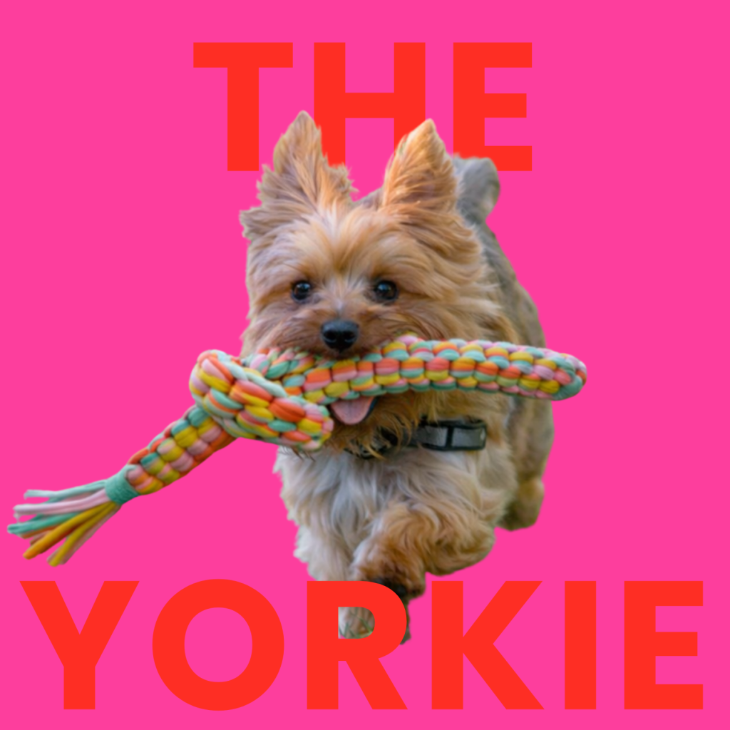 THE YORKIE